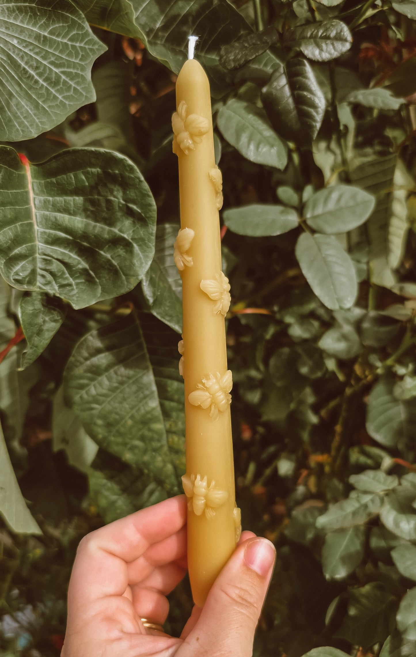 Honey Bee Taper